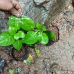 Buy kadubasale Green, basella alba native, malabar spinach, kattu 
pasalai - Live plant online shopping for sale