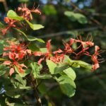 Buy Bauhinia phoenicea, red bauhinia, scarlet bauhinia, kodi 
manthari, valli mantharam - Live plant online shopping for sale