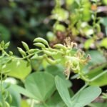Buy Bauhinia racemosa, beedi leaf tree, aathi, ஆத்தி, 
कठमूली, Kathmauli, झिंझेरी, Jhinjheri - 
Live plant online shopping for sale