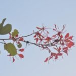 Buy Bauhinia phoenicea, red bauhinia, scarlet bauhinia, kodi 
manthari, valli mantharam - Live plant online shopping for sale