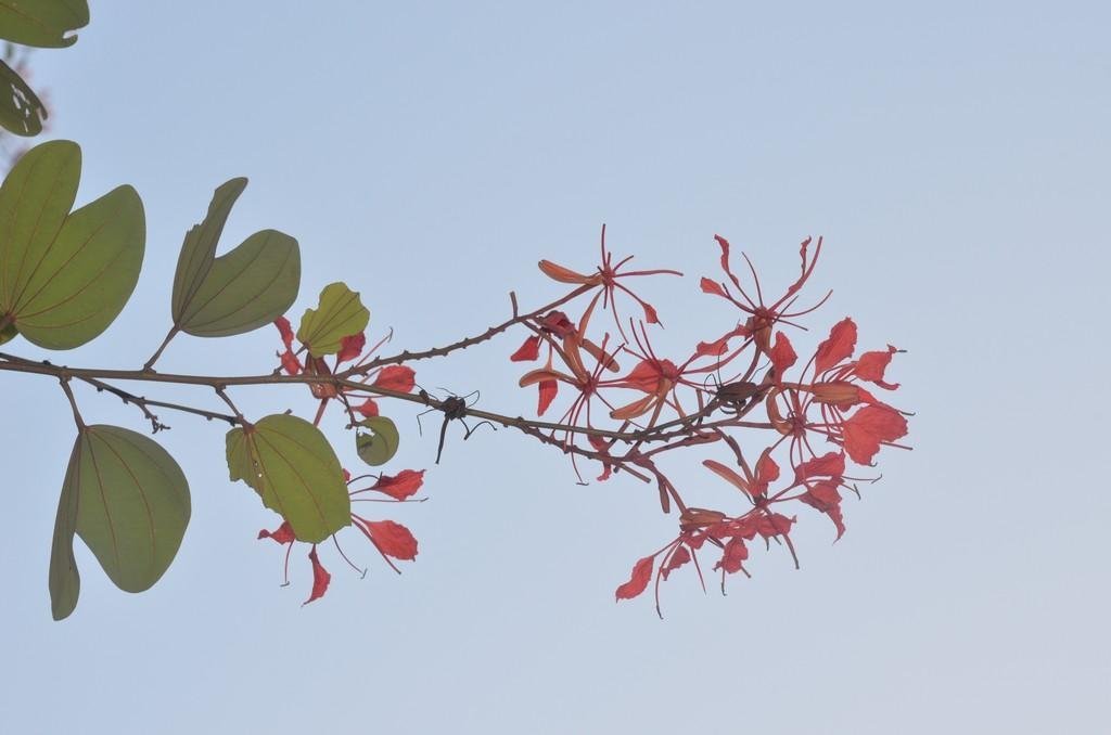 bauhinia-red.jpg Buy Bauhinia phoenicea, red bauhinia, scarlet bauhinia, kodi
manthari, valli mantharam - Live plant online shopping for sale - Image 1