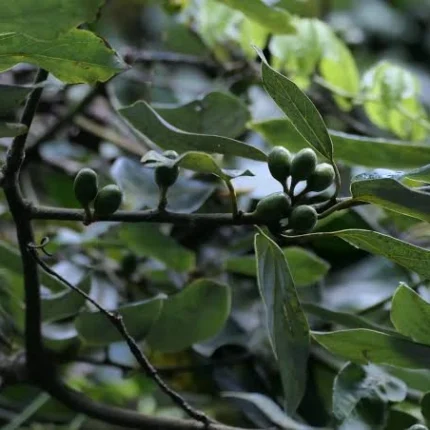 beilschmiedia dalzelii