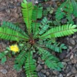 Buy Biophytum sensitivum, nindral surungi, theendanaazhi, 
mukkutti, pulicenta, lajalu, लजालू, 
தீண்டாநாழி, நின்றால் 
சுருங்கி - Live plant online shopping for sale