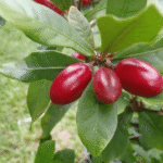 Buy miracle fruit, miracle berry, miraculous berry, sweet berry - Live Plant Online Shopping for Sale