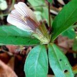 Buy Blepharis maderaspatensis, Creeping Blepharis, Adukku chedi, 
Hemakandi Murikootipacha, Barga Poo, Creeping Blepharis, Nethira 
moolli, Kooravaalchedi, Kozhimookkan, nerthirapoondu, 
நேத்திரப்பூண் - Live Plant Online 
Shopping for sale