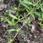 Buy Blepharis integrifolia, narrow leaf blepharis, छोटा 
उतंजन, chota utanjan, kattu nethirapoondu, malai 
elumbotti - Live plant online shopping for sale