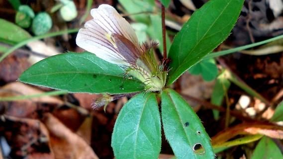 blepharis.jpg Buy Blepharis maderaspatensis, Creeping Blepharis, Adukku chedi,
Hemakandi Murikootipacha, Barga Poo, Creeping Blepharis, Nethira
moolli, Kooravaalchedi, Kozhimookkan, nerthirapoondu,
நேத்திரப்பூண் - Live Plant Online
Shopping for sale - Image 1