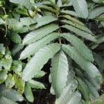 Buy Tasua - Live Plant Online Shopping for Sale