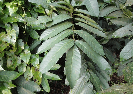 Buy Tasua - Live Plant Online Shopping for Sale