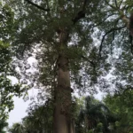 Buy Indian bombax - Live Plant Online Shopping for Sale