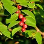 Buy Breynia retusa - Live Plant Online Shopping for Sale