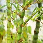 Buy Buddha bamboo - Live Plant Online Shopping for Sale
