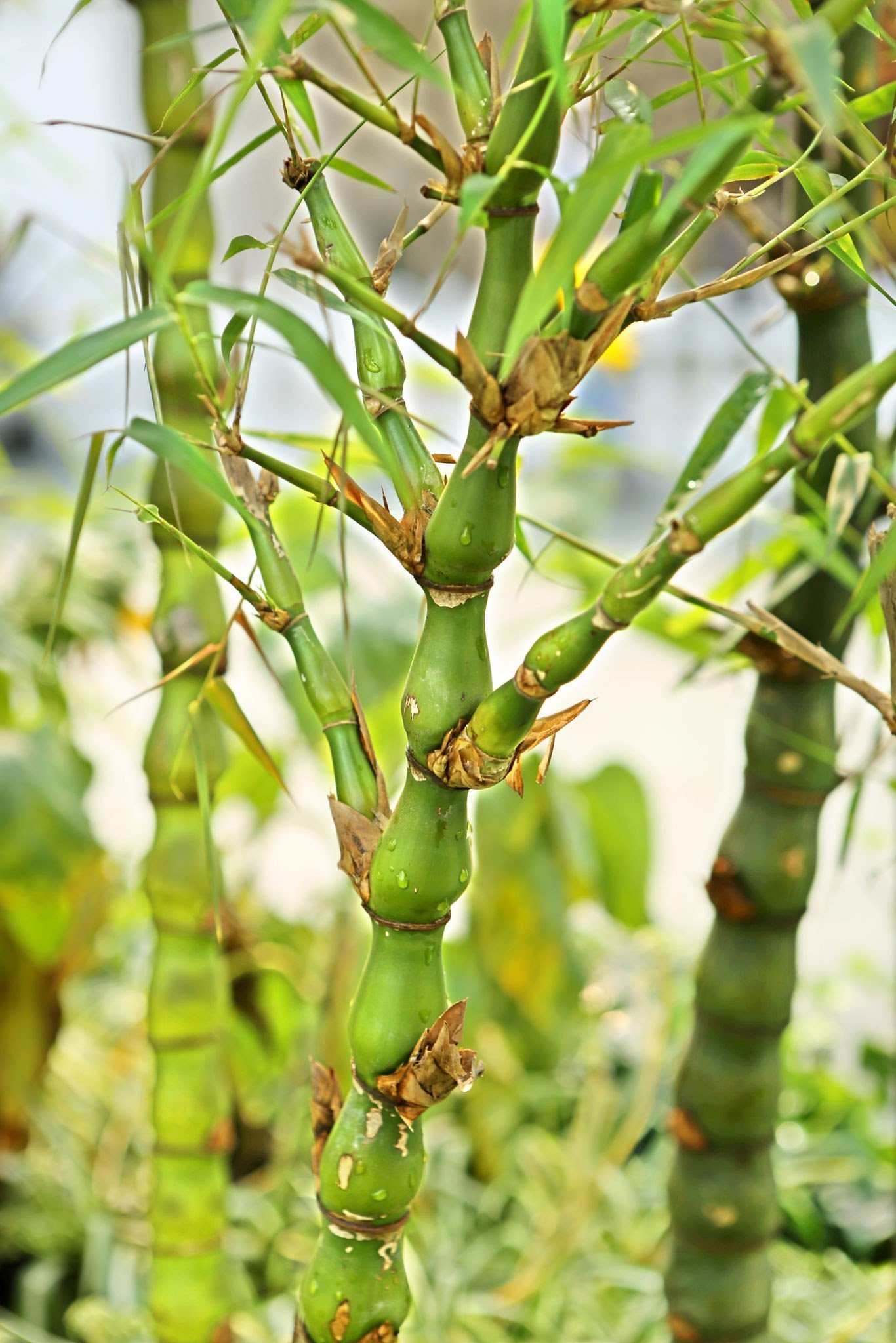 buddha-bamboo.jpg Buy Buddha bamboo - Live Plant Online Shopping for Sale - Image 1