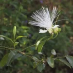 capparis moonii