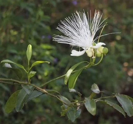 capparis moonii