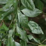 Buy Capparis zeylanica, athondai, ceylon caper, ardanda, jhiris, 
wagati, waghati, व्याघ्रनखी, Vyaghra Nakhi, 
ஆதொண்டை - Live plant online shopping for sale