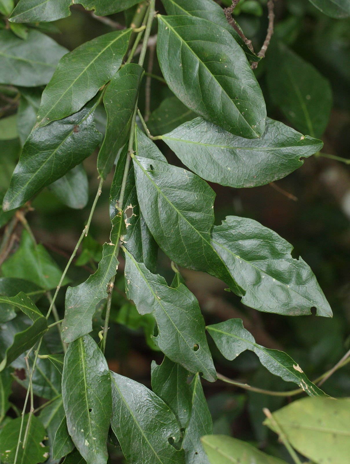 capparis-zeylanica.jpg Buy Capparis zeylanica, athondai, ceylon caper, ardanda, jhiris,
wagati, waghati, व्याघ्रनखी, Vyaghra Nakhi,
ஆதொண்டை - Live plant online shopping for sale - Image 1