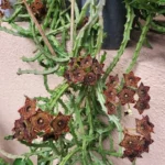 caralluma fimbriata
