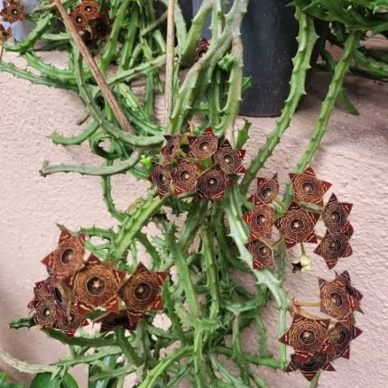 caralluma fimbriata