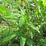 Buy Elettaria cardamomum, Choti Elaichi, Green Cardamom, yelakkai 
- Live plant online shopping for sale