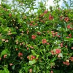 Buy Carissa carandas, karanda, karonda, கிளா, 
களாக்காய், perum kalakkai - Live plant online 
shopping for sale
