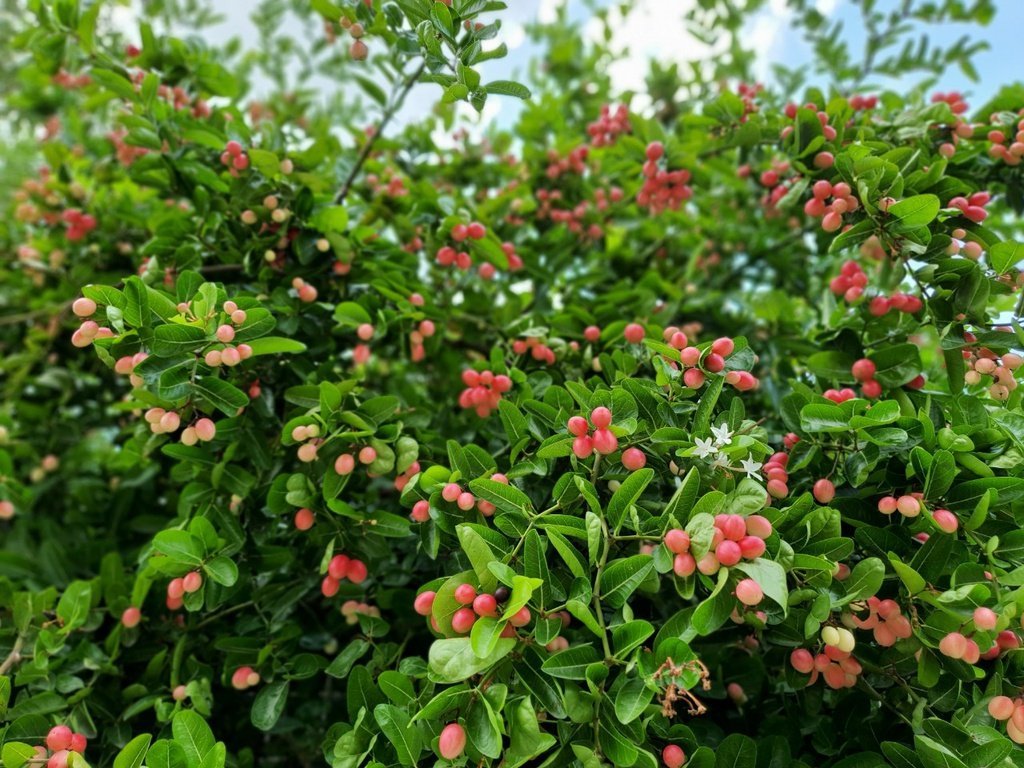 carissa-carandas.jpg Buy Carissa carandas, karanda, karonda, கிளா,
களாக்காய், perum kalakkai - Live plant online
shopping for sale - Image 1