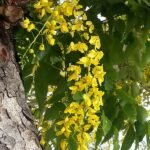 Buy Cassia fistula - small, sarakondrai, golden shower tree, 
अमलतास, Amaltas - Live plant online shopping for sale