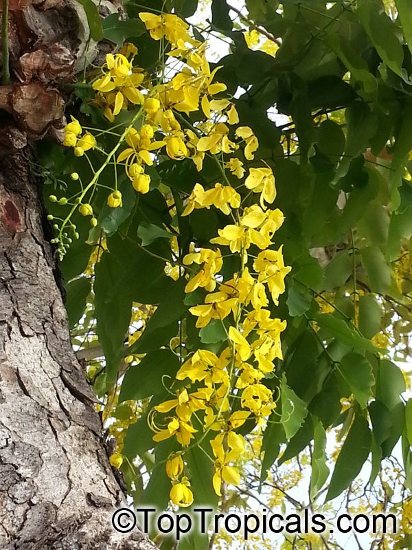 cassia-fistula.jpg Buy Cassia fistula - small, sarakondrai, golden shower tree,
अमलतास, Amaltas - Live plant online shopping for sale - Image 1