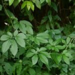 Buy Cayratia pedata, Nilgiri grape vine, kattu pirandai, 
காட்டு பிரண்டை, Bird-foot grape vine, 
kaama pattige - Live plant online shopping for sale