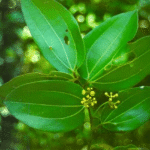 Buy Sulphur Cinnamon, Cinnamomum Sulphuratum, Kandhaga thalichapatri, Matta Daalchini, Kattukaruvu, Matta Talisapatri, பிரியாணி இலை, तलिसपत्री - Live plant online shopping for sale