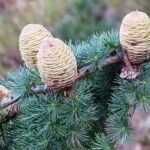 Buy cedrus deodara, Devdar, Himalayan Cedar, Deodar cedar, 
देवदार, Devdar, Devadaram, Devataram, Devadaru, 
sarala devadaru - Live plant online shopping for sale