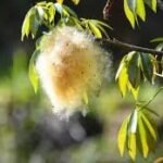 Buy Ceiba pentandra, Kapok, Ceiba, White Silk - Cotton Tree, 
Safed semal, सफ़ेद सेमल, Kutashalmali - Live plant 
online shopping for sale