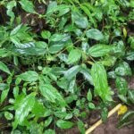 Buy Celtis tetrandra, Celtis serotina, Celtis trinervia, Eastern 
Nettle Tree, Khirk, ada, kona, anku, kakkilu mara - Live plant 
online shopping for sale