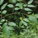 celtis timorensis butha onatthi