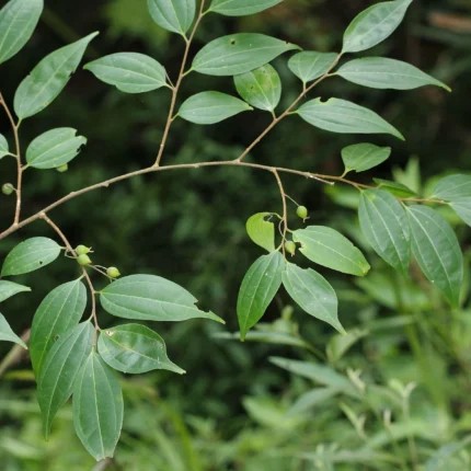 celtis timorensis butha onatthi