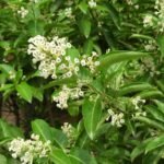 Buy Cestrum diurnum, day jasmine, pagal malli - Live plant online 
shopping for sale