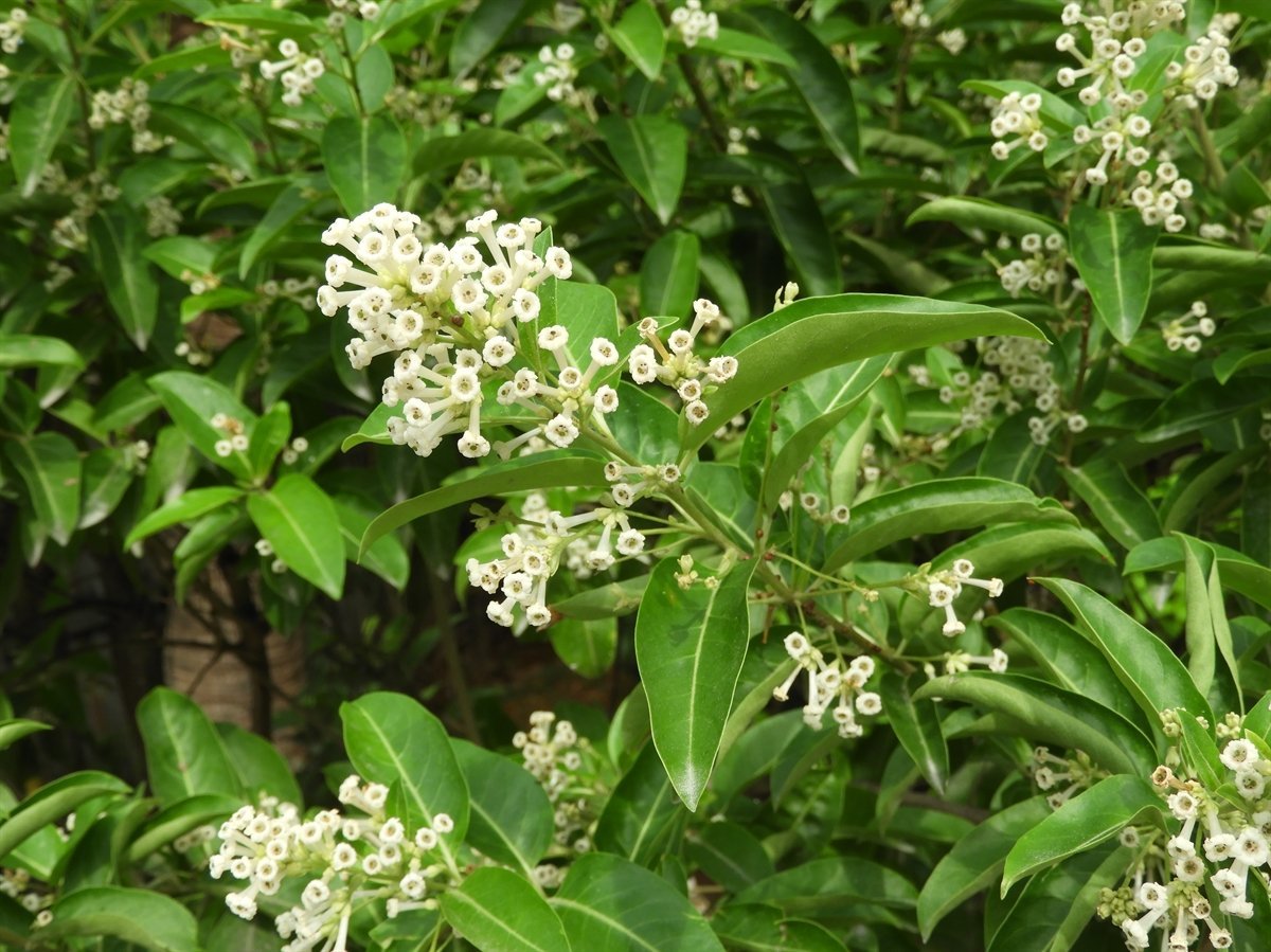 cestrum-diurnum.jpg Buy Cestrum diurnum, day jasmine, pagal malli - Live plant online
shopping for sale - Image 1