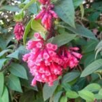 Buy Cestrum elegans, Ratrirani - pink flower - Live plant online 
shopping for sale