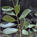 Buy sorkili, chionanthus zeylanicus - live plant online shopping for sale