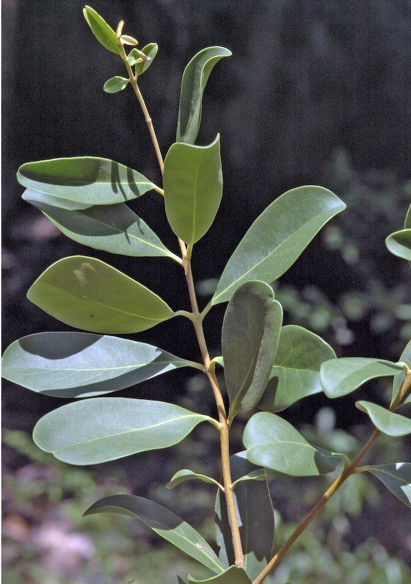 chionanthus-zeylanicus11.jpg Buy sorkili, chionanthus zeylanicus - live plant online shopping for sale - Image 1