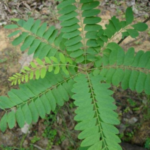 chloroxylon swietenia