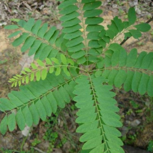 chloroxylon swietenia
