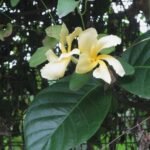 Buy Chonemorpha grandiflora, Chonemorpha fragrans, Garbhedare, 
Manjinaru, Murva, Appuppanthadi, Mutthappanthadi, Novunni, 
Perumkurumba - Live plant online shopping for sale
