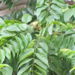 chukrasia tabularis