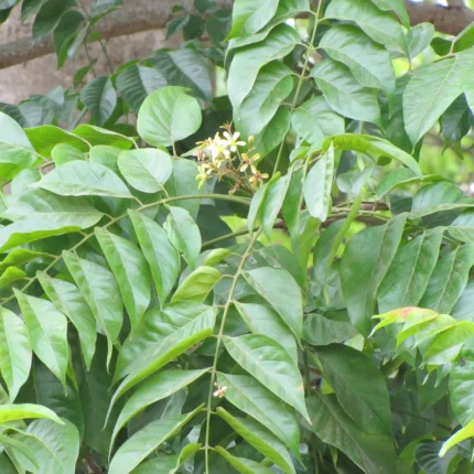 chukrasia tabularis
