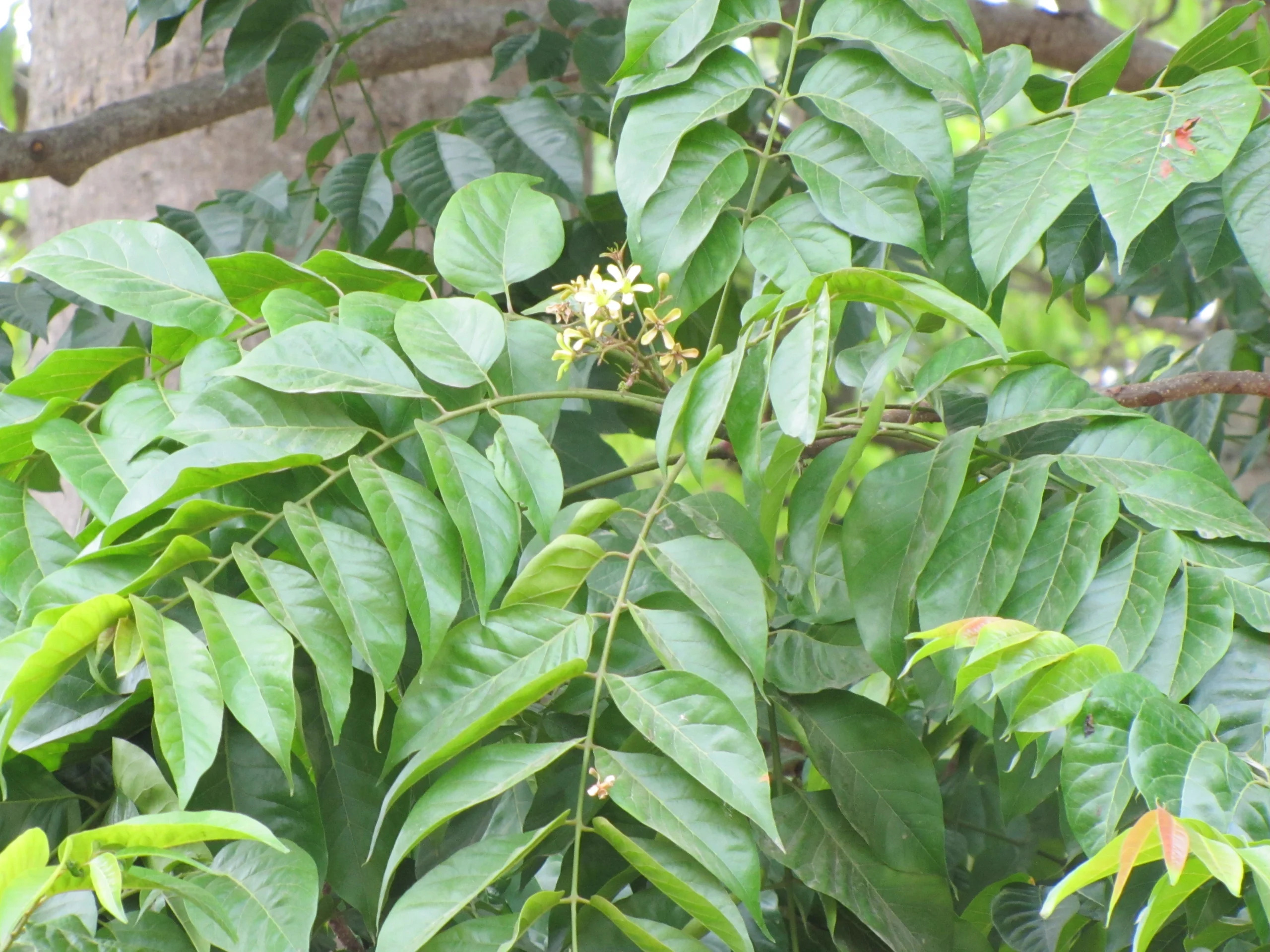 chukrasia tabularis chukrasia tabularis