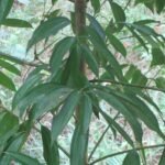 Buy Cinnamomum malabatrum, wild cinnamon, Cinnamomum 
eucalyptoides, Adavulavangapatte, Kattukaruvappattai, kattu 
lavangapattai - Live plant online shopping for sale