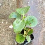 Buy cissus rotundifolia, iali pirandai, peruvian grape ivy - live 
plant online shopping for sale
