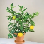 Buy Citrus limon - hybrid - Live plant online shopping for sale