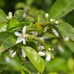 Citrus sinensis - Mosambi (Sweet Lime) Live Plant